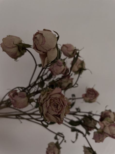 #wallpaper #aesthetic #flowers Rotting Flowers Aesthetic, Rotten Flowers Aesthetic, Withering Flower Aesthetic, Old Flowers Aesthetic, Trampled Flowers, Wilted Flowers Aesthetic, Decayed Flowers, Rotting Flowers, Flower Gore