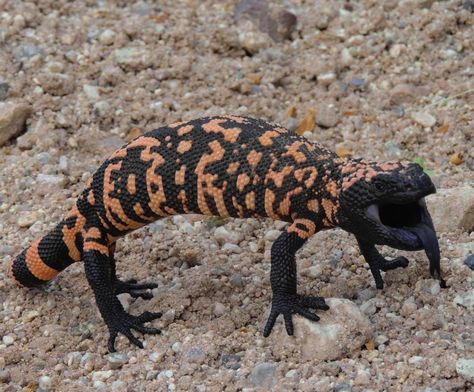 Desert Reptiles, Desert Lizards, Snake Turtle, Gila Monster, North American Animals, Desert Animals, Reptile Terrarium, Cute Reptiles, Cat Reference