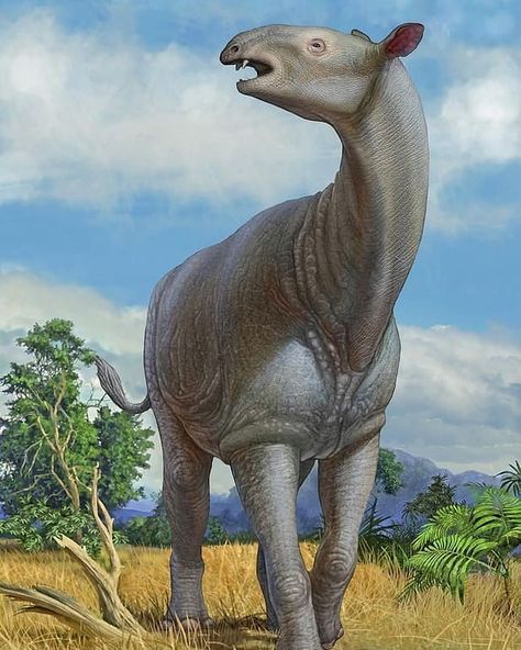 Paraceratherium  Paraceratherium is an extinct genus of hornless rhinoceros, and one of the largest terrestrial mammals that has ever walked the Earth. Prehistoric Wildlife, March 5th, Amazing Animal Pictures, Prehistoric World, Jurassic World Dinosaurs, Ark Survival Evolved, Ancient Animals, Prehistoric Art, Paleo Art