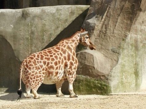 Short giraffe Humor Animal, Fat Animals, A Giraffe, Bichon Frise, Steven Universe, Beautiful Creatures, Funny Cute, Animal Kingdom, Animals Beautiful