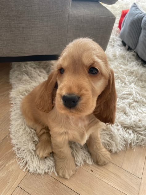 Blonde Cocker Spaniel, Cocker Spaniel Anglais, American Cocker Spaniel, Cocker Spaniel Puppies, Cute Dog Photos, Dream Dog, Very Cute Dogs, English Cocker Spaniel, Cocker Spaniels