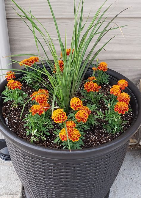 Potted Plants In Front Of Garage, Marigold Garden Ideas, Marigolds In Pots Planters, Marigold Flower Pot Ideas, Marigold Pot Ideas, Marigold Flower Bed, Flower Pots With Marigolds, Marigolds In Pots, Potted Marigolds