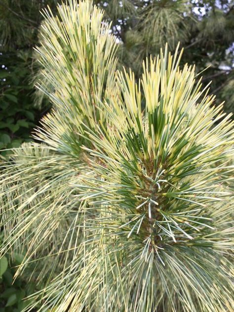 Picea Orientalis, Picea Glauca, Picea Pungens Glauca Globosa, Pinus Sylvestris, Picea Glauca Conica, Conifers Garden, Reverse Osmosis Water, Alpine Plants, Garden Shrubs