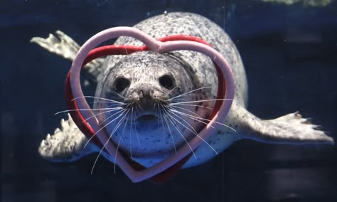 Valentine’s Day seal and Turkey quake rescues: Monday’s best photos | News | The Guardian Seal Wallpaper Laptop, Seal Laptop Wallpaper, Silly Seal Pictures, Seal In Water, Seals Cuddling, Laika Dog, Seal Swimming Underwater, Harp Seal, Cute Seals