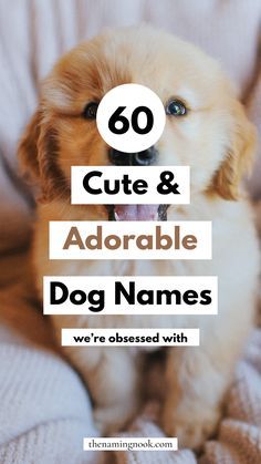 Cute Rare Dog Names, Cutest Puppy Names, Puppy Pin Ideas, Alcohol Dog Names, Dog Names Girl List, Puppy Names Boy Unique, Puppy Litter Theme Names, Names For Dogs Boys, Make Dog Names