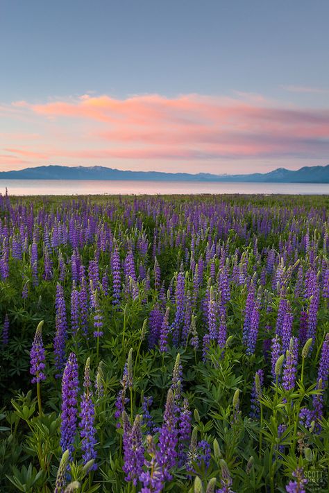 "Tahoe Lupine at Sunrise 3" - These Lupine wildflowers and sunrise were photographed at Lake Forest Beach, Lake Tahoe. Forest Beach, Shots Photography, Reno Tahoe, Lake Forest, Beautiful Places Nature, Flower Field, Special Places, Lake Tahoe, Mountain Landscape