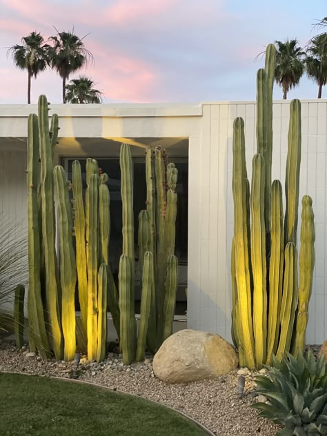 Front Yard Landscaping Palm Springs, Cactus And Grass Landscaping, Palm Springs Cactus Garden, Modern Mexican Landscaping, Small Backyard Ideas Desert, Spineless Cactus Landscape, Palm Springs Landscape Design, Cactus Backyard Landscaping Ideas, Front Yard Cactus Landscaping