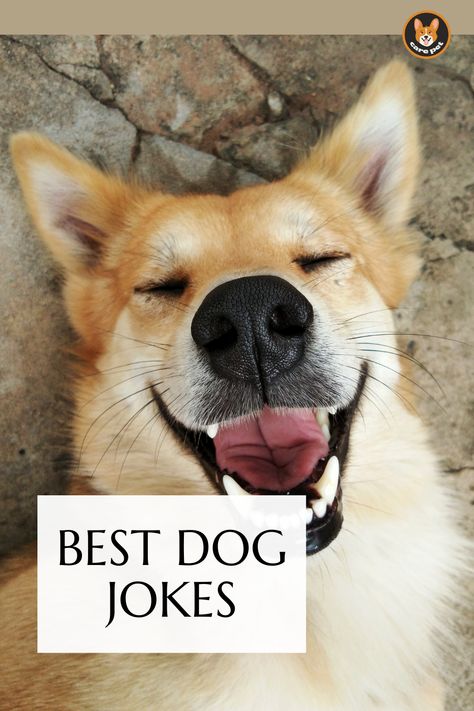 dog jokes Funny Dog Captions Hilarious, Dog Jokes Hilarious, Dog Humor Hilarious, Funny Cheesy Jokes, Pet Jokes, Dog Dad Quotes, Bad Pun Dog, Puppy Jokes, Funny Dog Sayings