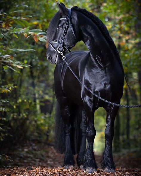 3,729 Me gusta, 19 comentarios - Horse World (@horseoftheig) en Instagram: "Everything will be okay in the end. If it’s not okay, it’s not the end. -@horseoftheig…" Black Mustang Horse, Frisian Horse, Friesian Stallion, Black Mustang, Manhattan Island, Mustang Horse, Horse Dressage, Blue Roan, Andalusian Horse