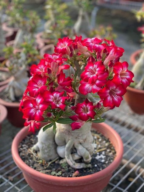 How To Grow And Care For Adenium Succulent? Adenium Bonsai, Blooming Succulents, Desert Rose Plant, Flowering Succulents, Lucky Plant, Growing Succulents, Plant Images, Tree Seeds, Retail Market