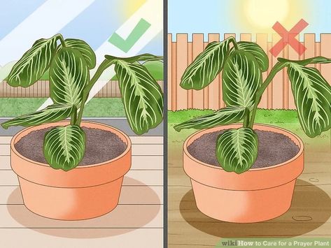 How to Care for a Prayer Plant: 11 Steps (with Pictures) - wikiHow Colorful Perennials, Prayer Plant Care, Prayer Plant, Plant Vase, House Plant Care, Replant, Indoor Gardening, A Prayer, Water Plants