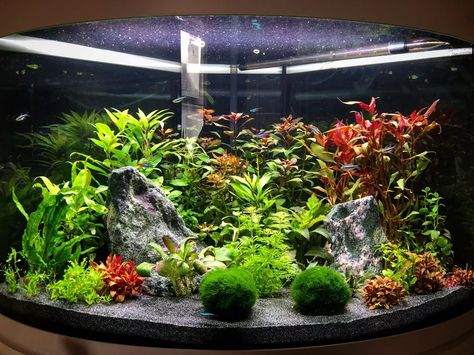 Corner Tank Aquascaping, Corner Aquarium Ideas, Goldfish Oranda, Telescope Goldfish, Corner Aquarium, Aquascape Ideas, Tank Terrarium, Oranda Goldfish, Tetra Fish