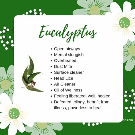 Eucalyptus How To Smell Like Eucalyptus, Eucalyptus Symbolism, Eucalyptus Properties Magic, Eucalyptus Tea Benefits, Eucalyptus Meaning, Eucalyptus Benefits, Eucalyptus Oil Benefits, Natural Decongestant, Eucalyptus Tea