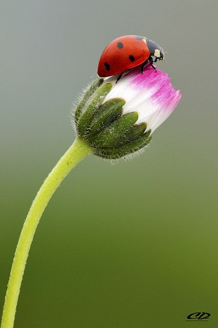 Ladybugs are so named because their help in eating other insects has seemed like the mercy of our Lady of Perpetual Help Lady Beetle, A Ladybug, Beautiful Bugs, Bugs And Insects, Lady Bug, Macro Photography, 그림 그리기, Beautiful Creatures, Nature Beauty