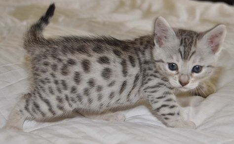 Kitten Little #cat #kittens #cute Bangle Cat, White Bengal Cat, Gato Bengali, Bengal Cat For Sale, Silver Bengal, Bengal Kittens For Sale, Bengal Kitten, Bengal Cats, Cats For Sale