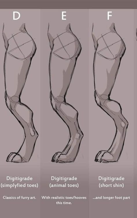 Anthro Drawing Reference, Anthro Legs Reference, How To Draw Thighs, Fursona Types, Legs Reference Drawing, How To Draw Legs, Legs Reference, Drawing Legs, Body Reference Drawing