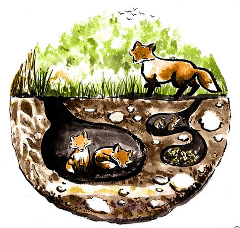 Fox Den Illustration | For Kids | Pinterest | Foxes and Illustrations Fox Habitat, Fox Face Paint, Fox Den, Illustration For Kids, Animal Worksheets, Nocturnal Animals, Animals Friendship, Forest School, Animal Habitats