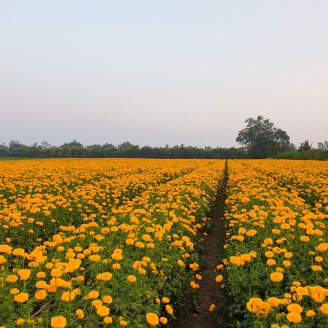 Marigold Flower Field, Rewrite Our Story Kat Singleton, Marigold Field, Kat Singleton, Sarah Core, Garden Core, Fairytale Garden, Field Wallpaper, Favourite Flowers