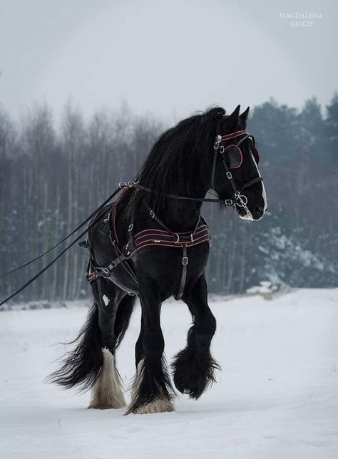 Shire Horse, Clydesdale Horses, Big Horses, Black Stallion, Horse Aesthetic, Most Beautiful Horses, Work Horses, Majestic Horse, All The Pretty Horses