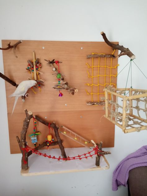 Parrot playground Bird Wall Playground, Conure Playground Diy, Bird Play Area, Parakeet Playground Diy, Parrot Room Ideas Pet Birds, Diy Budgie Playground, Cockatiel Playground Diy, Parrot Room Ideas, Budgie Playground