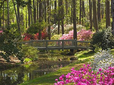 Callaway Gardens, Pine Mountain,Ga.There is nothing more beautiful than the Azalea Bowl in the spring. Just a short drive from my home. Awesome any time of the year! Garden In Georgia, Rock City Gardens Georgia, Georgia Botanical Gardens, Callaway Gardens Georgia, Brookgreen Gardens South Carolina, Callaway Gardens, Pine Mountain, Public Garden, Garden Bridge