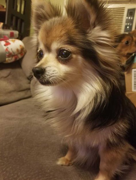 Longhaired Chihuahua, Long Haired Chihuahua Puppies, Chihuahua Facts, Chihuahua Photos, Joe Pesci, Chihuahua Owner, Chihuahua Names, Chihuahua Puppies For Sale, Baby Chihuahua