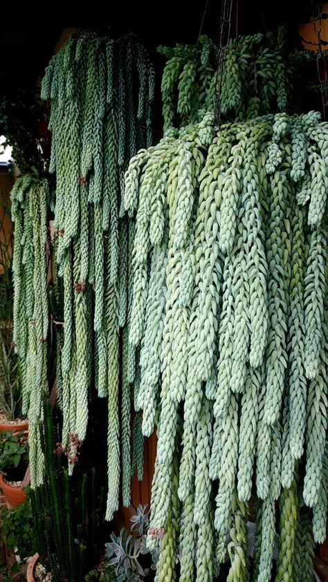 Grow a Lush Burro’s Tail: Care Tips & Tricks Burrows Tail Plant Care, Horse Tail Plant, Burros Tail Succulent, Burrows Tail, Donkey Tail Succulent, Monkey Tail Cactus, Mini Homestead, Burros Tail, Exotic House Plants