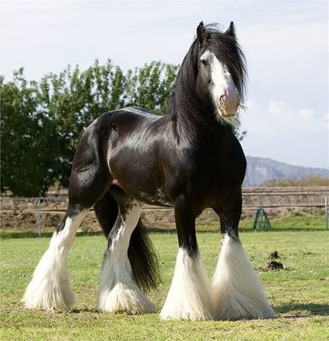 Gypsy Vanner ....beautiful!!!Brought to you by Cookies In Bloom and Hannah's Caramel Apples   www.cookiesinbloom.com   www.hannahscaramelapples.com Shire Horse, Clydesdale Horses, Big Horses, Most Beautiful Horses, Majestic Horse, I Love Horses, All The Pretty Horses, Clydesdale, Draft Horses