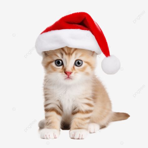 cute christmas cat christmas cat christmas hat with baby cat png Cat With Christmas Hat, Cat Christmas Hat, Cute Christmas Cat, Cat Png, Baby Cat, Elf Hat, Transparent Image, Cat Christmas, Christmas Cat