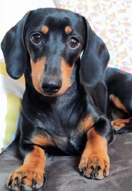 Ahal Teke, Daschund Puppies, Tan Dachshund, Black And Tan Dachshund, Dachshund Funny, Dachshund Puppy Miniature, Miniature Dachshunds, Wiener Dogs, Dapple Dachshund