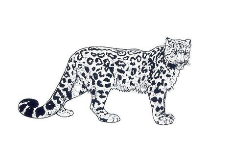 Snow Leopard Tattoo Women, Snow Leopard Tattoo Design, Snow Leopard Tattoo, Leopard Tattoo, Leopard Tattoos, John Wayne Movies, 3 Kings, Triangle Tattoos, Great Tattoos