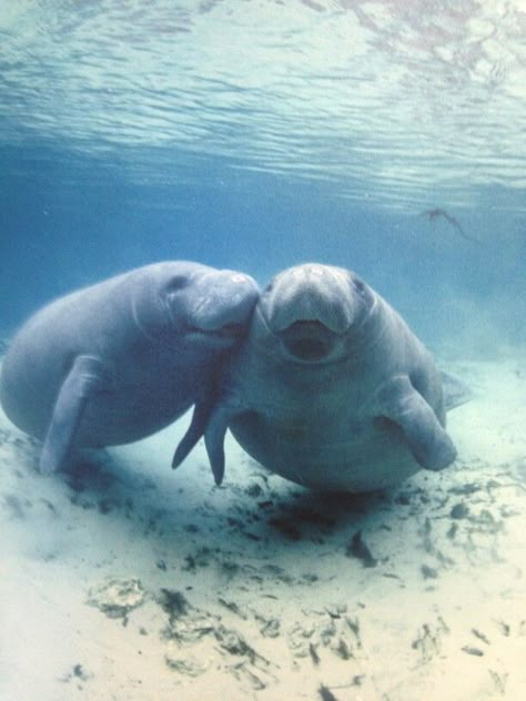 Aww Manatees Aesthetic, Manatee Aesthetic, Manatee Wallpaper, Cute Manatee, Manatee Art, Manatee Florida, Fauna Marina, Sea Cow, Under The Water