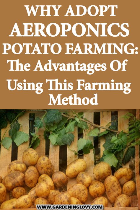 People love potatoes, whether they are traditionally farmed or farmed through Aeroponics potato farming or any other method. But using aeroponics has numerous advantages. So, why do I have to adopt aeroponics potato farming? Read this post to find out more. Aeroponic Potatoes, Hydroponic Potatoes, Potato Farming, Harvesting Potatoes, Planting Potatoes, Growing Potatoes, People Eating, Root Vegetables, Yellow Leaves