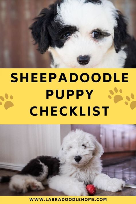 We suggest you take a look at the Sheepadoodle puppy checklist before welcoming one of these loveable dogs to your home. You did your research in finding the best Sheepadoodle breeders, made the deposit, and now are only a few days away from bringing your puppy home.  But are you really ready with everything required for a Sheepadoodle puppy? In ... Puppy Food Bowl, Puppy Gates, Whelping Puppies, Sheepadoodle Puppy, Puppy Tips, New Puppy Checklist, Puppy Checklist, Puppy Proofing, Puppy Harness