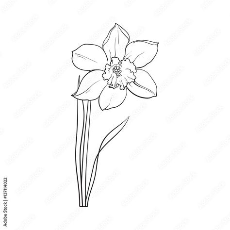 Flower Tattoo Without Stem, Daffodil Outline, Narcissus Flower Drawing, Daffodil Flower Tattoo, Single Daffodil, Narcissus Flower Tattoos, Flower Narcissus, Moms Tattoo, Daffodil Tattoo