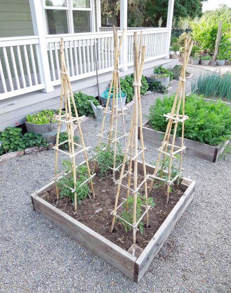 Tomato cages help tomato plants grow healthier and produce more fruit by keeping them off the ground. Tomato cages provide great support, but can get pricey to buy. Learn how to make your own with these 10 ideas. Tanaman Tomat, Plantarea Legumelor, Plant Cages, Tomato Trellis, Growing Tomatoes In Containers, Bamboo Trellis, Diy Trellis, Tower Garden, Bamboo Garden