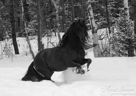 Friesian Horse Photography, Running In The Snow, Horses In Snow, Friesian Stallion, Stallion Horses, Beautiful Horse Pictures, Horse Aesthetic, Black Horses, Most Beautiful Horses