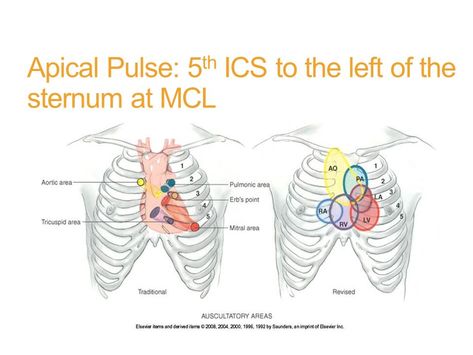 Apical Pulse, Medical Study, Family Nurse Practitioner, Study Essentials, Nursing School Survival, Fundamentals Of Nursing, Future Doctor, Medical Studies, School Survival