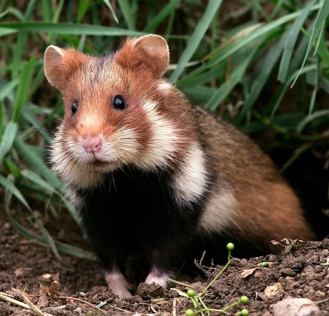 Hamster Breeds, Hamsters As Pets, Animals In The Wild, House Pets, 10 Interesting Facts, Cute Hamsters, Cute Photography, Hamsters, Rodents