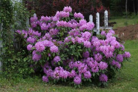 Lavender Rhododendron Shrub, Rododendro Garden Ideas, English Roseum Rhododendron, Rhododendrum Bush, Rodadendren Flower, Rhodendron Garden, Rhododendron Landscape Front Yard, Rodadendren Bush, Rhododendron Hedge