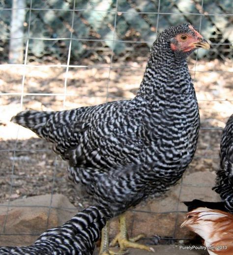 Do you want an American classic that is hardy and reliable? If so, this is the breed for you! The Barred Plymouth Rock, with a unique coloring of a set of black and white parallel, straight and even bars. Order today by phone (920) 472-4068 or visit our website. https://www.purelypoultry.com/started-barred-plymouth-rocks-p-972.html #flockmyworld #purelypoultry Barred Plymouth Rock, Barred Rock, Plymouth Rock, Free Range, American Classic, Plymouth, Chicken, Google Search