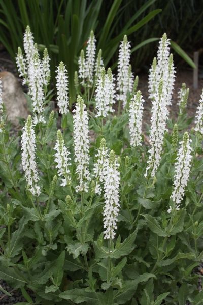 White Salvia, Salvia Garden, Long Blooming Perennials, Snow Hill, Sun Perennials, Moon Garden, Pollinator Garden, White Gardens, Perennial Plants