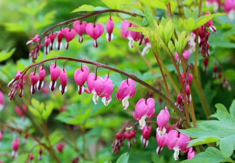 19 Amazing Perennials for Zone 6 for Season Long Beauty Best Perrenials For Zone 6, Zone 6 Plants, Flowering Shade Plants, Plants That Like Shade, Summer Blooming Flowers, Best Plants For Shade, Shade Loving Perennials, Lenten Rose, Gardening Zones