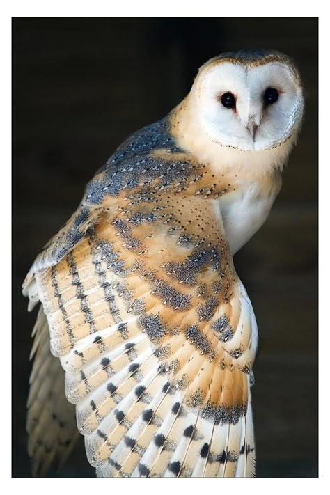 Barn Owl Tattoo, Barn Owl Pictures, Ant Tattoo, Bird Reference, Snowy Owls, Barn Owls, Owl Photography, Animal Reference, Wild Animals Pictures