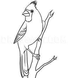 Draw A Cardinal, Cardinal Drawing, Philippine Mythology, Drawing Patterns, Bird Drawing, White Drawing, Lips Drawing, Cardinal Birds, Anime Drawing