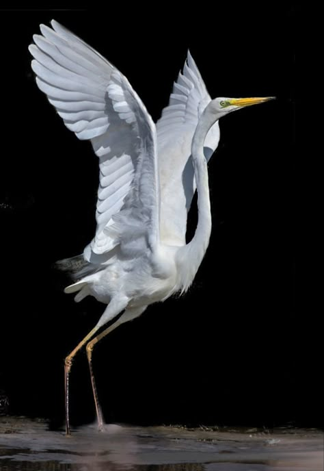 Great White Egret, White Heron, Heron Art, White Egret, Animal Study, Herons, Animal Reference, Nature Birds, Art Japonais