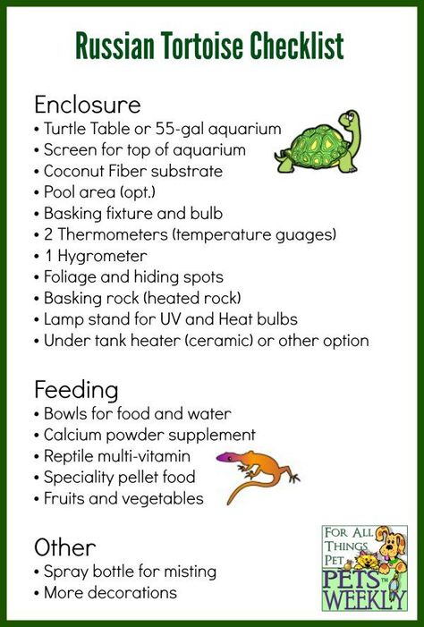 Pet Turtle Habitat, Russian Tortoise Care, Turtle Table, Pet Tortoise, Russian Tortoise Diet, Tortoise Diet, Tortoise Food, Turtle Care, Tortoise House