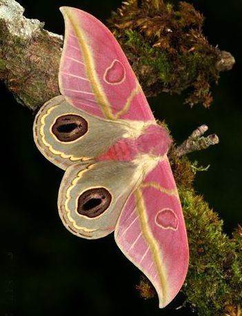 Beautiful Moths And Butterflies, Pink Beetle Insect, Moth Wings Reference, Moth Breeds, Rare Moths, Pretty Beetles, Rose Maple Moth, Pink Silk Moth, Cool Moths