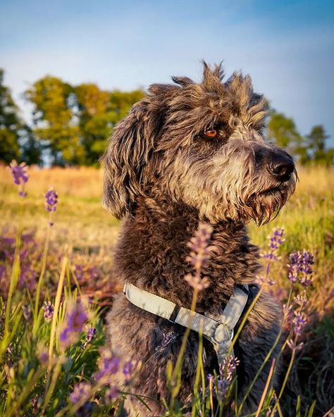 German Shepherd Poodle Mix — Is Shepadoodle The Best Doodle? Shepadoodle German, Boxer Poodle Mix Dogs, German Trim Poodle, German Shepherd Poodle Mix, German Shepherd Mix, Cool Doodles, Aggressive Dog, Mixed Breed Dogs, Miniature Poodle