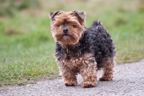 11 Breeds Of Puppies That Don't Grow Big (with Photos!) - Oodle Life Yorkie Full Grown, Yorkie Breeders, Puppy Development, Yorkie Puppy For Sale, Terrier Breeds, Yorkie Dogs, Yorkie Puppy, Older Dogs, Small Dog Breeds